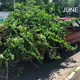 Source: Chicopee Police Department